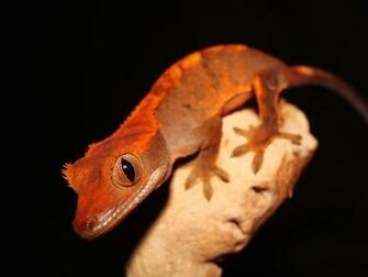 Go Back Gallery For Crested Gecko HD Wallpaper