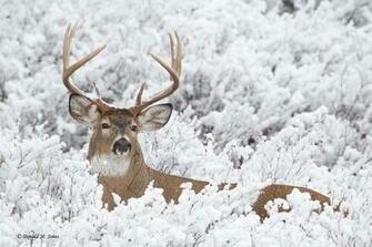 Whitetail Deer