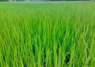 Green Grass Wallpaper
