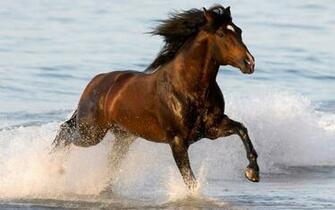 Horse On The Beach Wallpaper