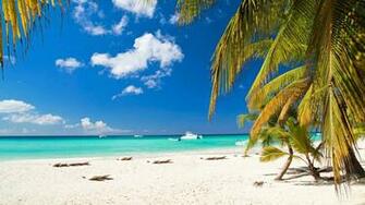 Palm Tree On Beach Wallpaper Imagebank Biz