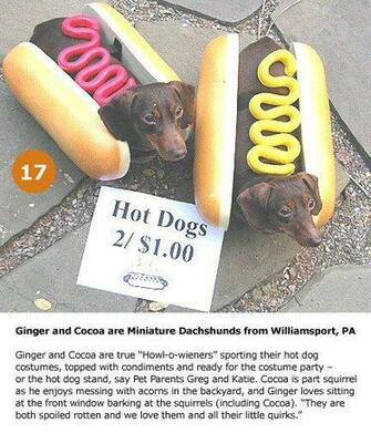 Clubs Dogs Image Title Mini Dachshund Wallpaper