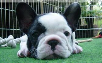 Cute French Bulldog Wallpaper Wallchips