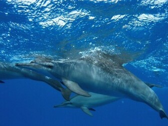 Dolphin Wallpaper Desktop New2