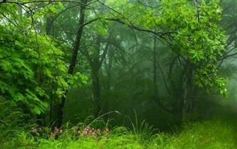 Mystic Forest Wallpaper HD Desktopinhq