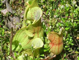 Amazon Purple Pitcher Plant Sarracenia Purpurea