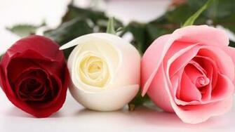 Beautiful Roses HD Desktop Wallpaper In 1080p Super Wallpaper