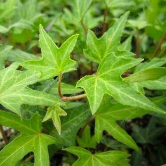 Hedera Helix English Ivy Pc Android iPhone And iPad Wallpaper