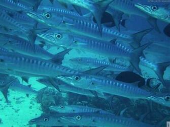 Ocean Fish Underwater Wallpaper