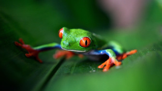Frog Desktop Background 4k Wallpaper HD