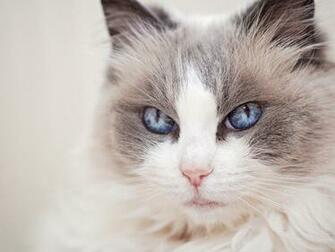 Pictures Ragdoll Cats Eyes Snout Glance Animals Closeup
