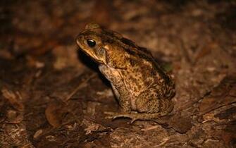 American Toad Computer Wallpaper Desktop Background