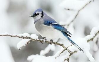 Beautiful Bird Winter HD Desktop Wallpaper Widescreen High