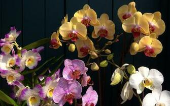 Orchids Wallpaper