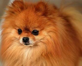 Pomeranian All Small Dogs Wallpaper