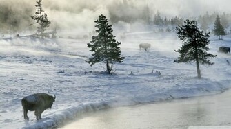 Bison In Winter Wallpaper