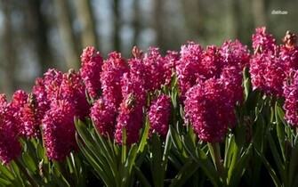 Hyacinth Wallpaper Flower