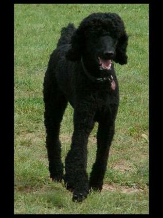 Black Standard Poodle By Fantasystock