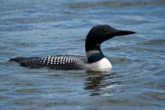Loon Wallpaper Related Keywords Amp Suggestions
