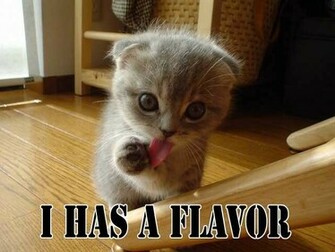 Funny Cat Pictures Image Lol Wallpaper Photos