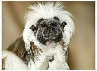 Monkey Desktop Wallpaper Animals