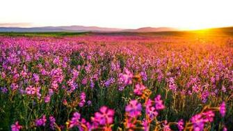 Flower Field Wallpaper