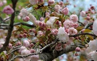 Japanese Cherry Blossom Wallpaper Car Pictures