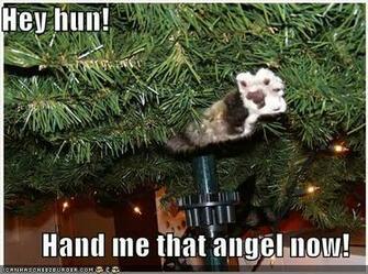 Cat Wallpaper Funny Pictures Picturesnews Every Day Cool