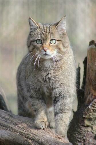 Cat Wallpaper Wildcat European Predator Baby Cockroach