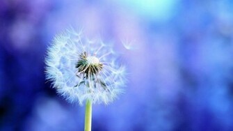 Dandelions Flower Desktop Background Car Tuning