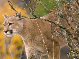 Cougar Desktop Wallpaper Animal Wp S Pint