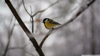 Bird Branch Wallpaper Image