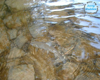Desktop Wallpaper Rising Brown Trout X