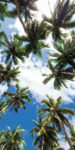 Summer Palm Tree Wallpaper On