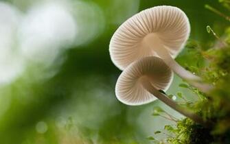 Pics Photos Mushroom Wallpaper