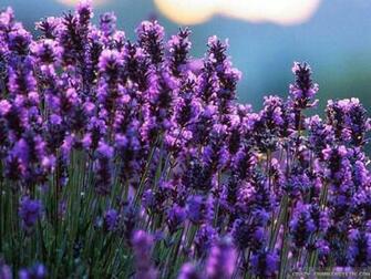 Lavender Plant Landscaping Wallpaper