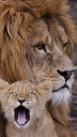 Baby Lion Wallpaper