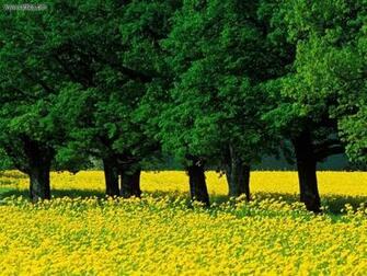 Use This Wallpaper Set As Home Comments