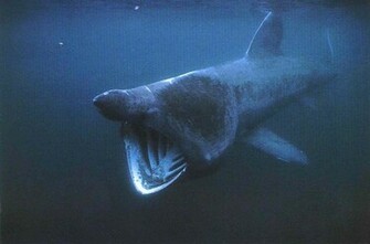 HD Animal Wallpaper Sharks