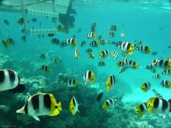 Interactive Fish Wallpaper Desktop Cartoons