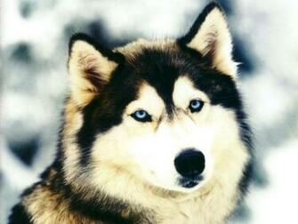 Beautiful Animal Wallpaper Gallery Most