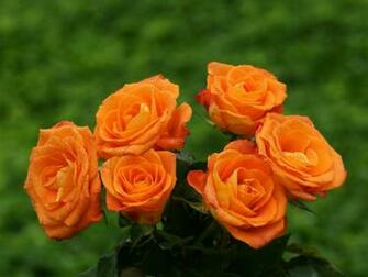 Rhea Rem On Wallpaper Beautiful Flowers