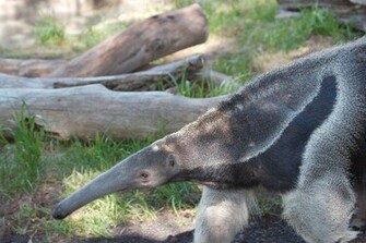 Anteater Wallpaper Hq