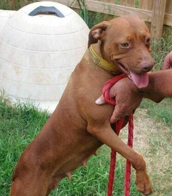 Red Nose American Pit Bull Terrier