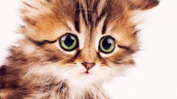 Wallpaper Kitten Cute Funny Animals 4k
