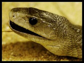 Black Mamba Wallpaper Sa