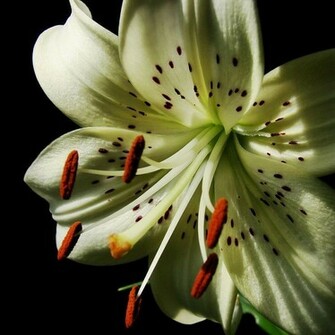 Tiger Lily White Picture And Wallpaper Tigerlily