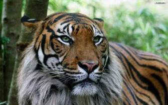 Beautiful Tiger Wallpaper