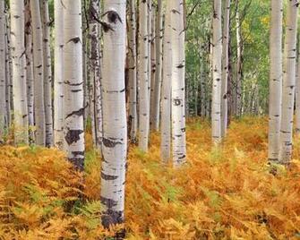 Wallpaper Wood Birch Autumn Trees Nature