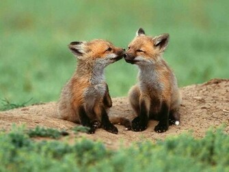Cute Baby Animal 2015wallpaper